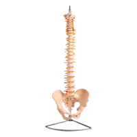 Anatomical Series
