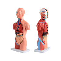 Torso Series