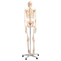 Skeleton Series	 