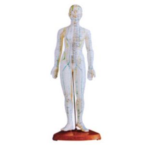Accurate display of acupuncture model for female body acupoints