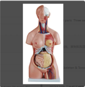 The three-sex torso model: a new chapter in medical education across gender