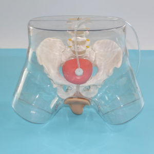 Transparent male catheterization model, a new tool for medical teaching