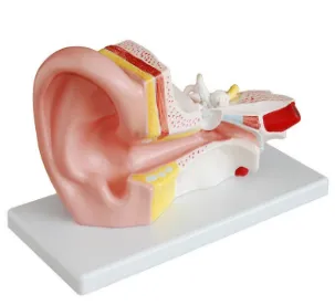 Middle Ear Anatomy Model: A Guide to the Journey of Decoding Sound Waves