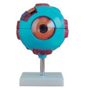 Eyeball magnification model: a magical window to explore the mysteries of vision