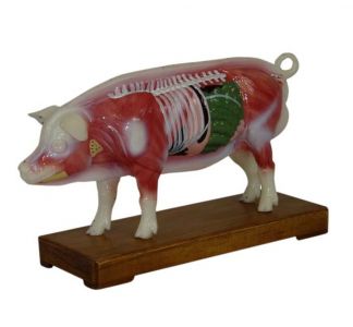 The guiding significance of pig acupuncture model for veterinary clinical practice