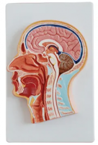 Mid-head section model: a new window to explore the mysteries of the human body