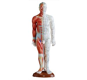 Standard anatomical acupuncture model: A new milestone in acupuncture learning and practice
