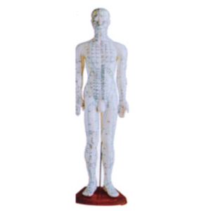 Male acupuncture learning essential: human acupuncture point model male