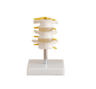 What exactly is the three lumbar vertebrae?