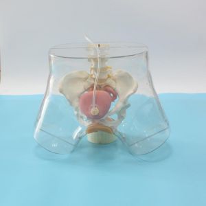 In what areas of medicine or teaching Settings are transparent female catheterization models widely used?
