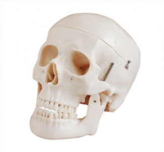 What factors are worth considering when purchasing a skull strap model?