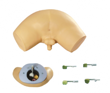 Is the prostate examination model suitable for teaching or training?