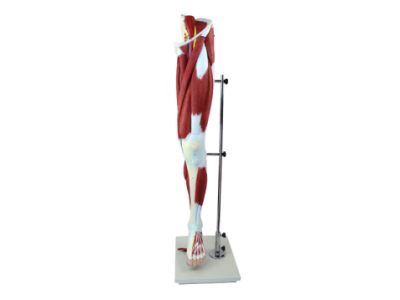 How is the lower limb muscle model helpful for medical education and physical therapy training?