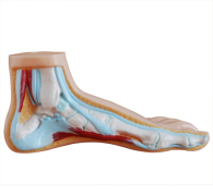 What is the value of foot anatomy models in medical education and training?