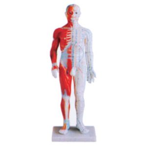 What is the role of the standard anatomical acupuncture model in teaching?