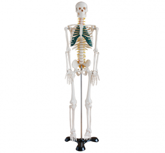 Why is the human bone girdle neural model an important tool for medical education?