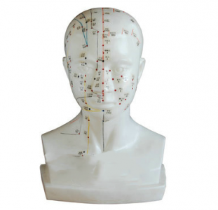 What are the main functions of the head acupuncture model?