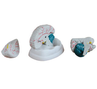 Brain Anatomy Model: How to unravel the mystery of the brain step by step