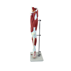 How can the anatomical model of lower limb muscle accompany us to step by step