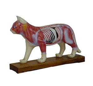 Cat body acupuncture model: What are the application scenarios