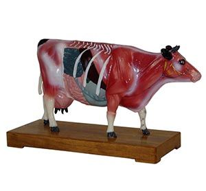What is the application of acupuncture model in veterinary teaching and clinic?