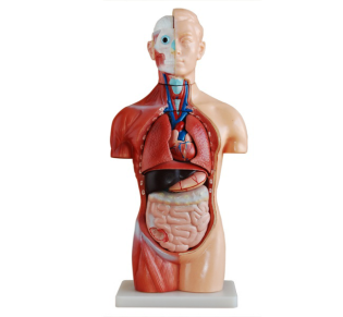 Why is the Asexual torso Model a new anatomical choice