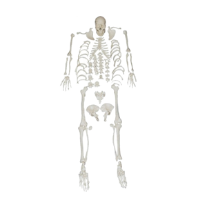 Loose bone Model: The key to learning the human skeleton?