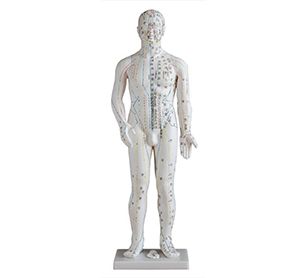 Standard anatomical acupuncture model is indispensable in acupuncture teaching