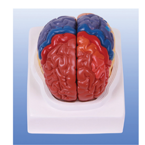 Cortical zoning model: from basic research to clinical application