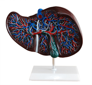 Market trend: Increased demand for liver anatomical models for medical training