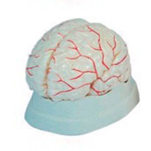 Can cerebral artery model be used as an indispensable teaching tool in neurology education?