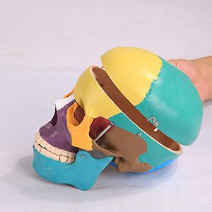 A colorful skull model on fire? Why is the market so wild?