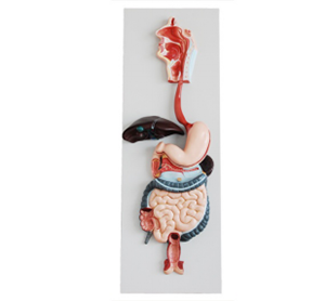 Is the digestive system model accurate enough to meet the needs of modern medical education?