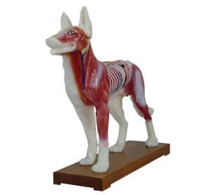 The Dog acupuncture model: Is it of irreplaceable value in veterinary education? 