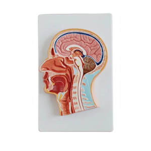 Head middle section model