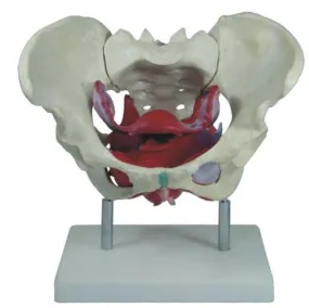 Female pelvis model, with pelvic floor muscle