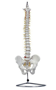 Natural large spine model