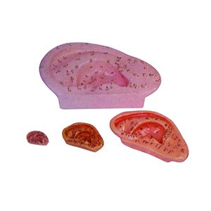 The usage method of the ear acupuncture model