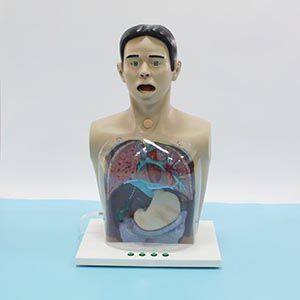 The operation steps of the advanced transparent gastric lavage model