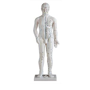 The teaching significance of male human acupuncture models