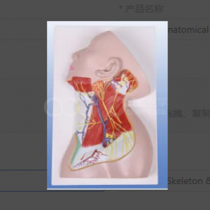 The role of the superficial structural anatomical model of the neck