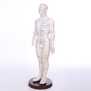 The characteristics of male human body acupuncture models