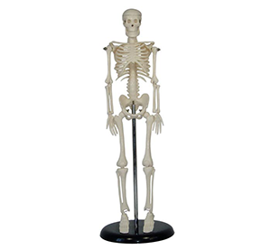 A 42cm human skeleton model