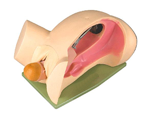 Teaching model of delivery mechanism