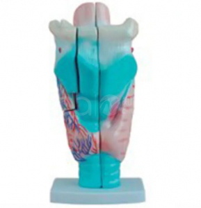 Anatomical model of the larynx