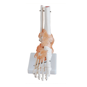 The foot joint model is equipped with ligaments