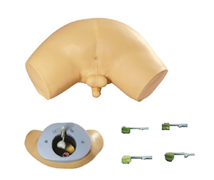 The purpose of the prostate examination model