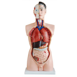 Nineteen 85cm male torso models