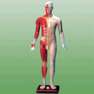 The application scenarios of the Fourteen meridian point model