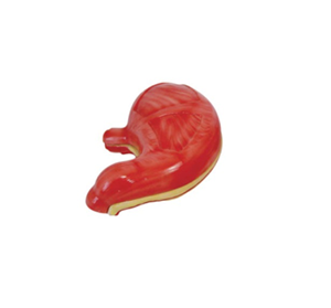 The role of the gastric anatomy model